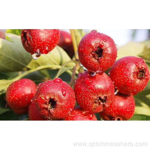 Top Quality Crataegi Fructus